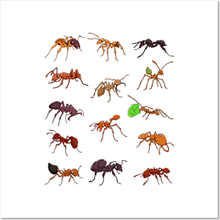 Many different species of ants Posters and Art